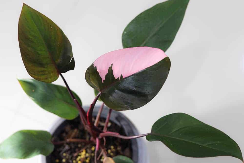 Pink Princess Philodendron