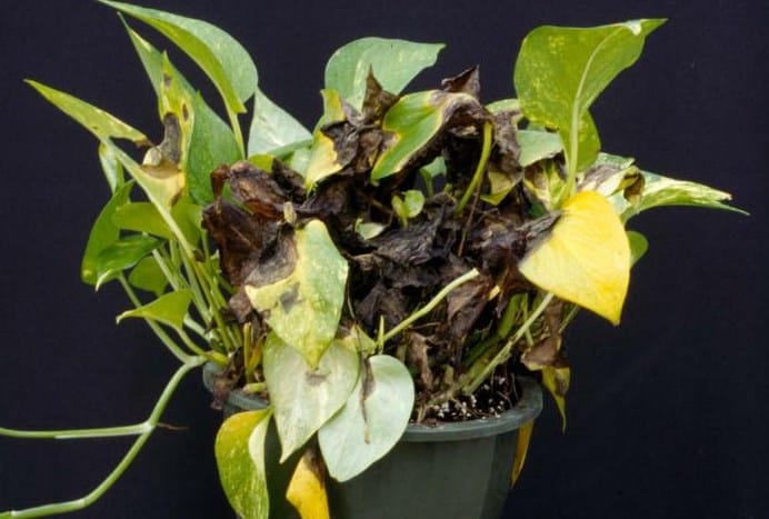 Pothos Rot