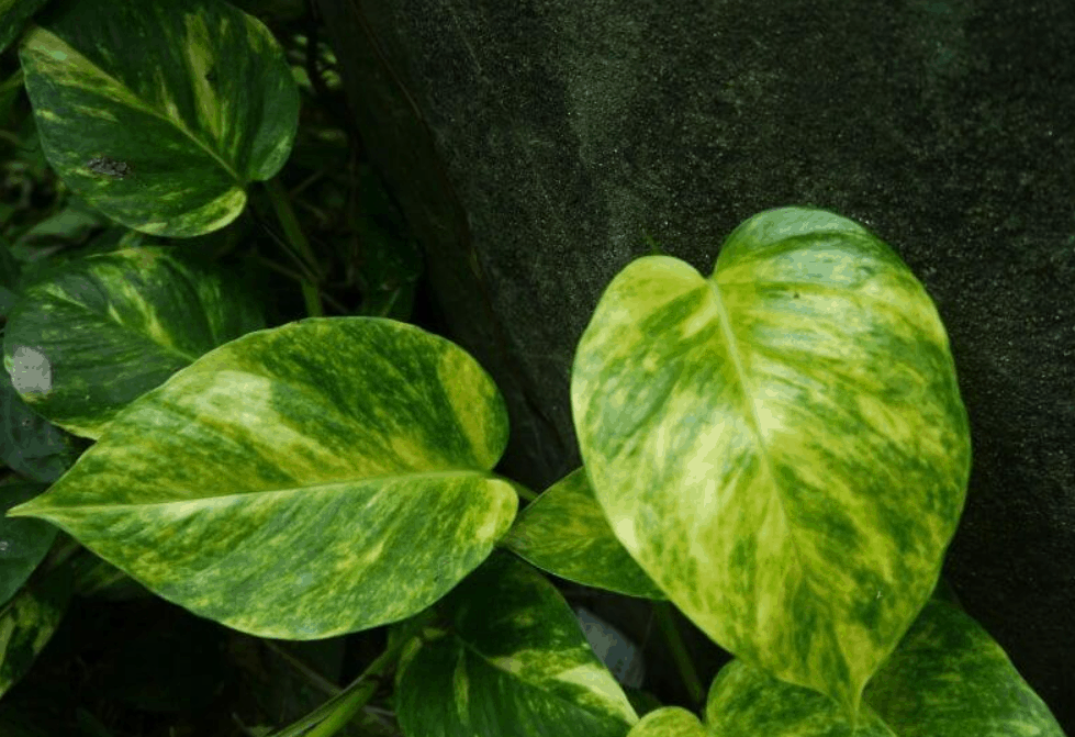 Pothos Varieties