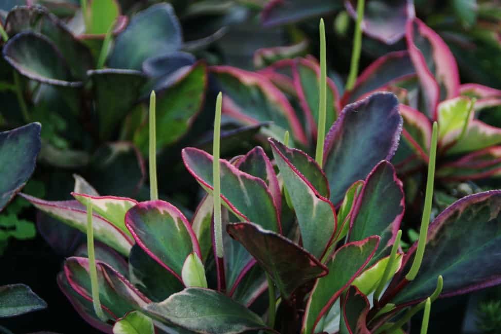 Rainbow Peperomia