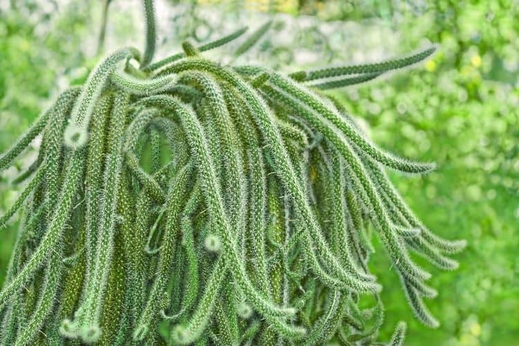 Rat Tail Cactus