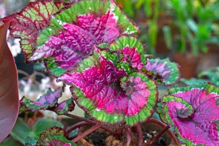 Rex Begonia in a garden