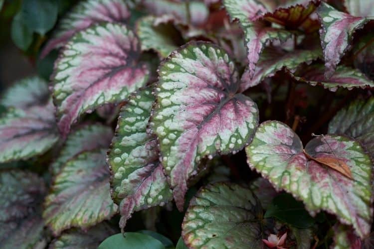 Painted Leaf Begonia