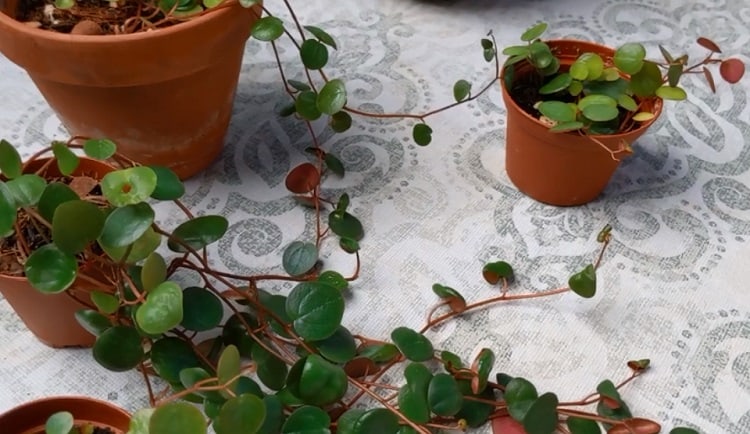 Ruby Cascade Peperomia