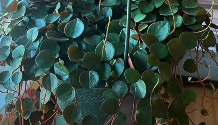 Ruby Peperomia Diseases and Common Problems