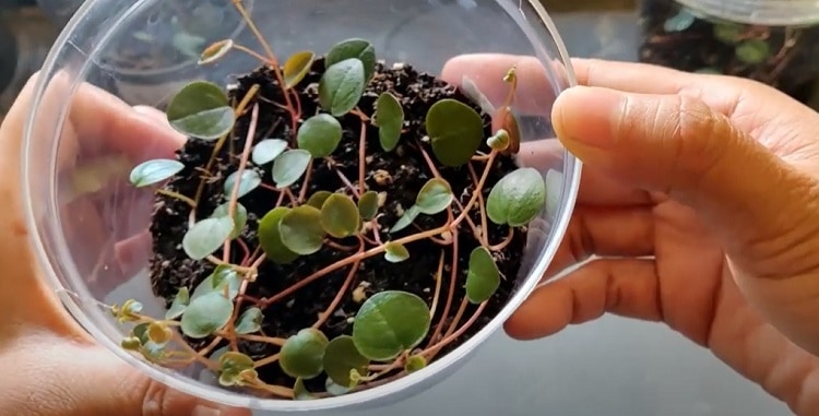 Ruby Peperomia Light Requirements