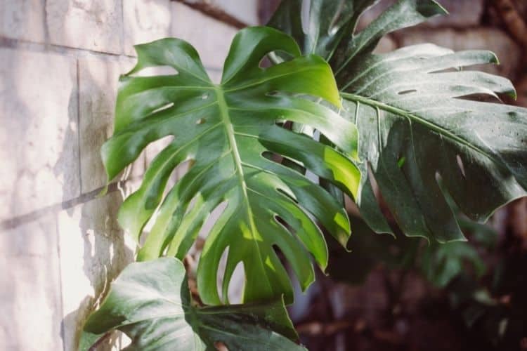 Split Leaf Philodendron