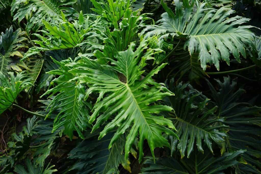 Split Leaf Philodendron