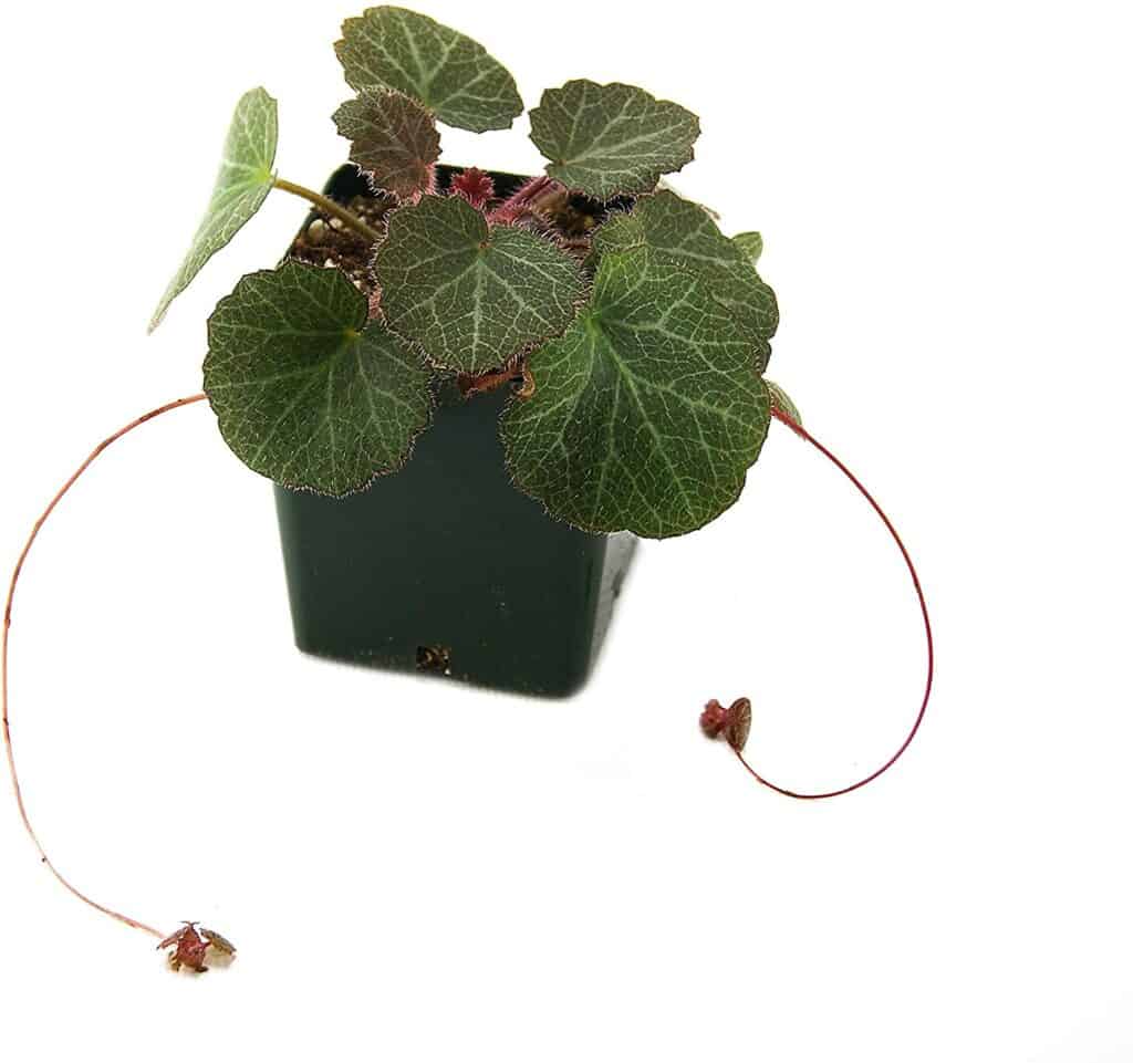 Strawberry Begonia