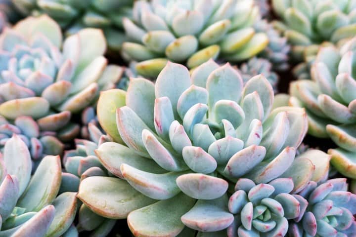 Succulent Varieties