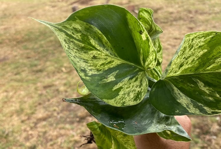 Variegated Heartleaf Philodendron