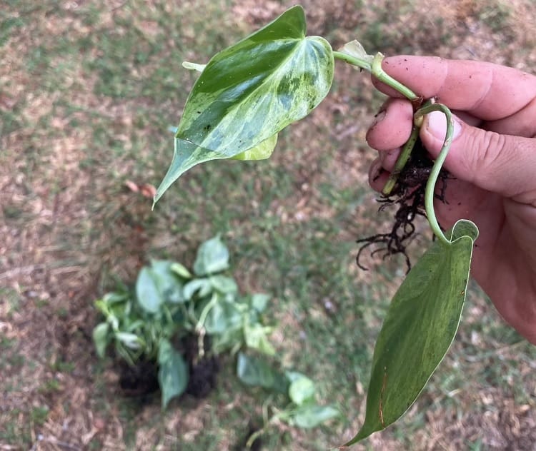 Variegated Heartleaf Philodendron