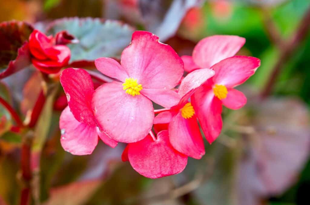 indoor wax begonia