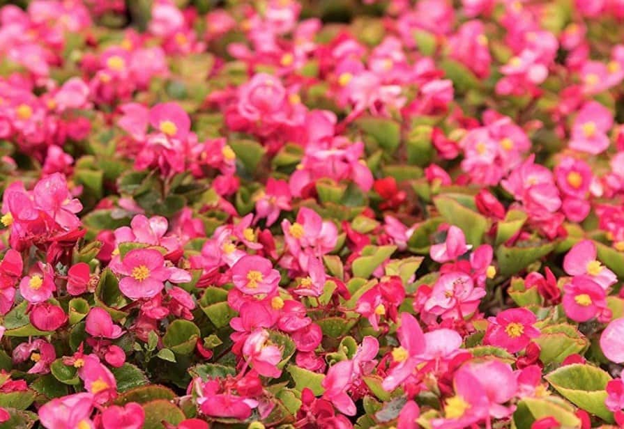 Wax Begonia Seeds