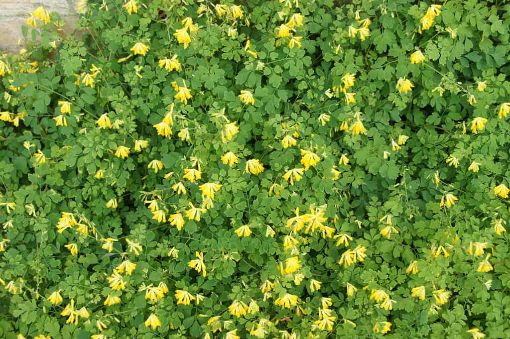 Yellow Corydalis