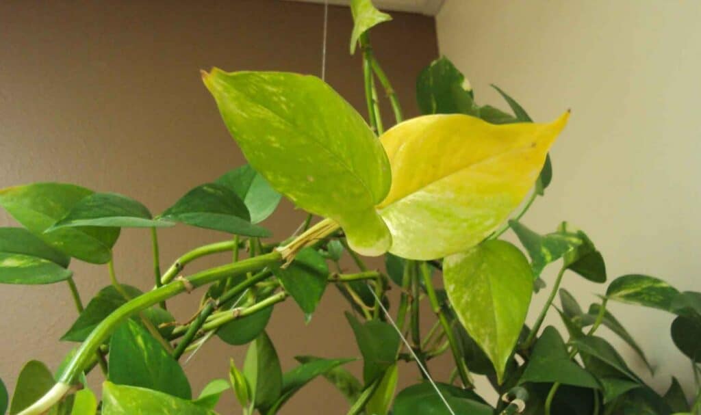 Pothos Leaves Turning Yellow Troubleshooting Yellow Leaves Pothos