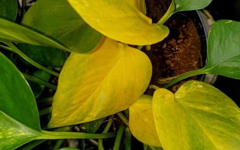 Pothos Leaves Turning Yellow Troubleshooting