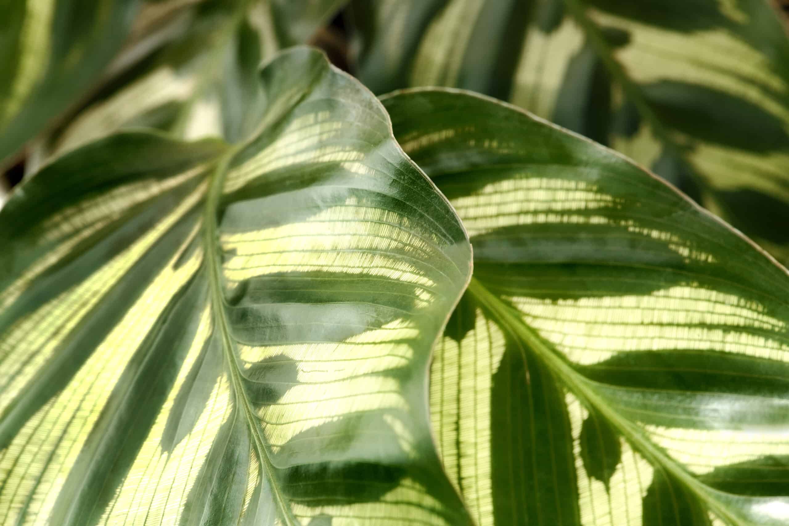 Calathea Peacock: How to Care For The Calathea Makoyana Plant - Potted Well