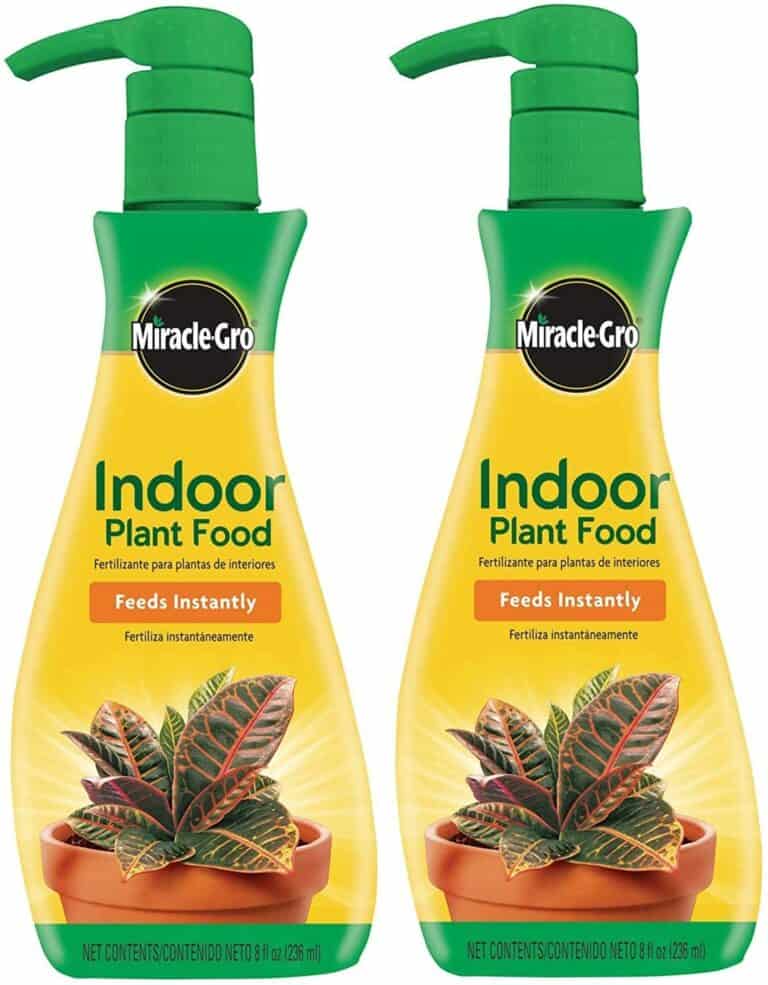 Begonia Boliviensis Things To Do When Growing This Plant Potted Well