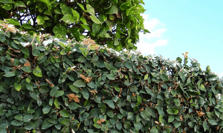 ficus flower