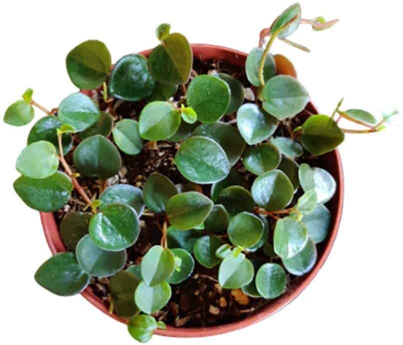 peperomia