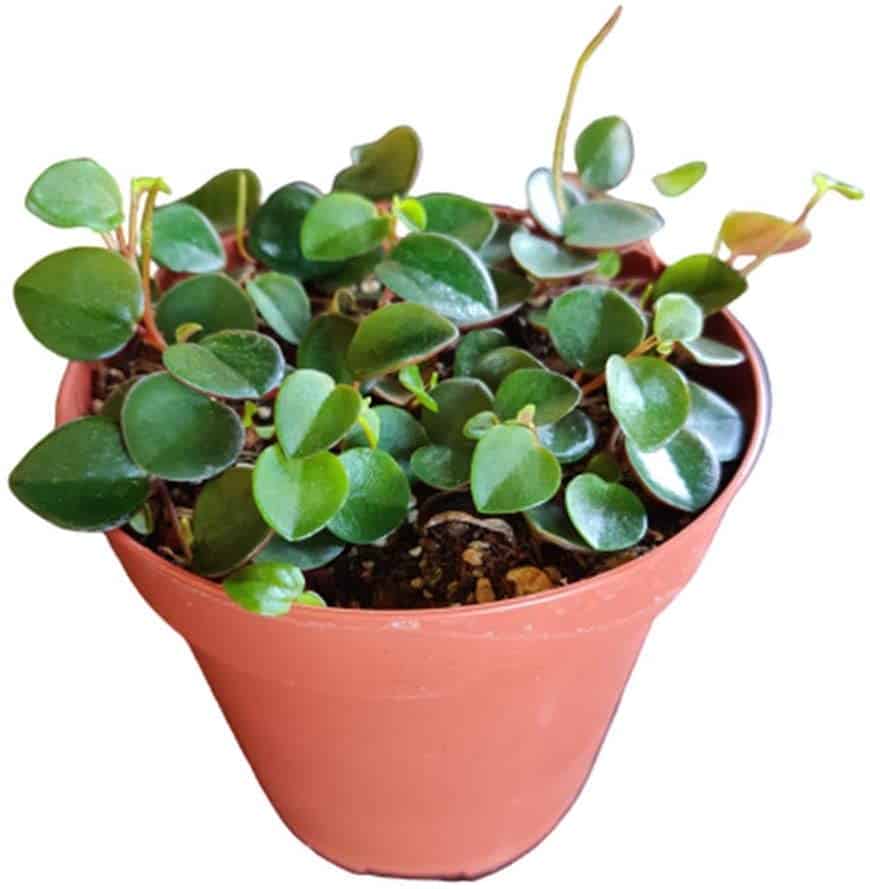 Peperomia Ruby Cascade