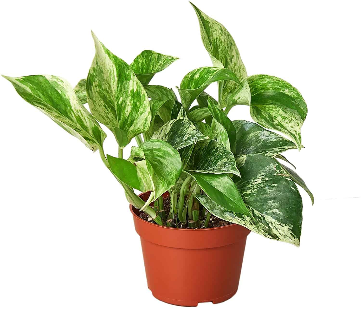 Snow Queen Pothos: How To Get The Perfect Heart Shaped Leaves - Potted Well