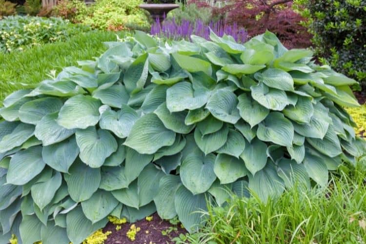 Big Daddy Hosta