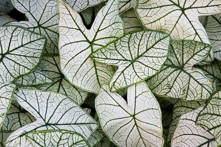 Candidum Caladium