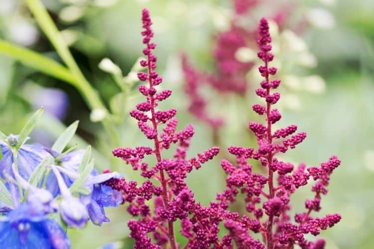 Fanal Astilbe