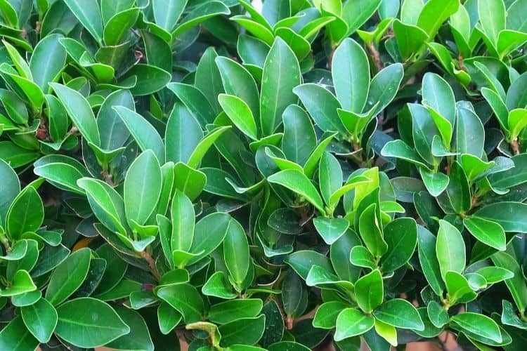 Ficus Microcarpa