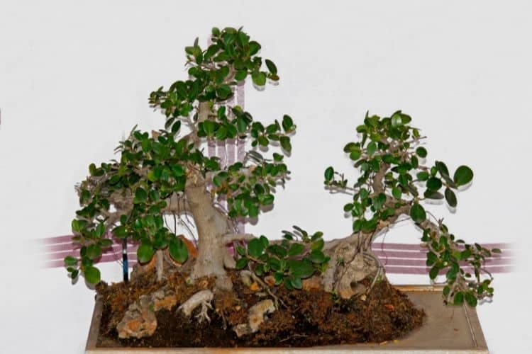 Ficus Microcarpa