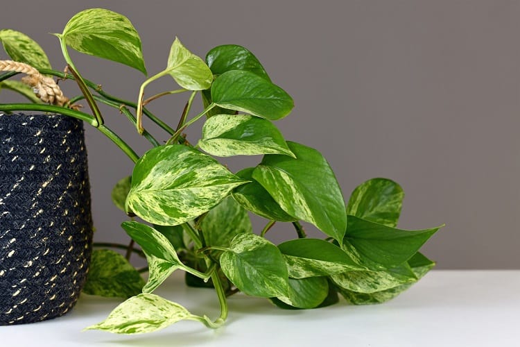 Jessenia Pothos