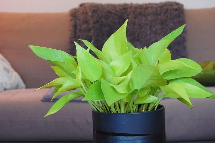 Neon Pothos