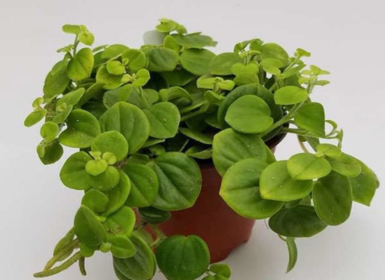 Peperomia Serpens Potting & Soil