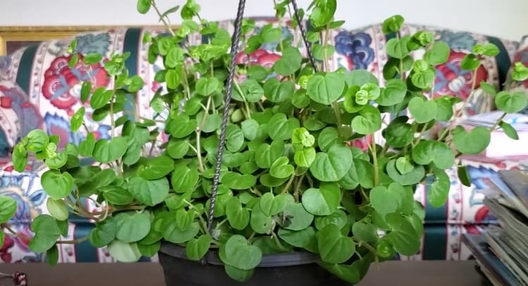 Peperomia Serpens Treatments and Maintenance