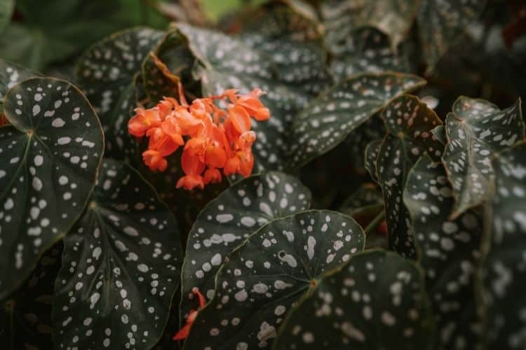 Polka Dot Begonia 