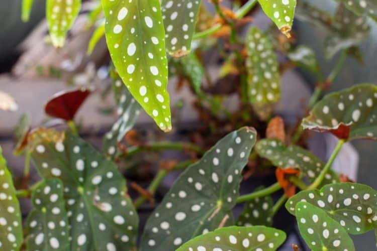 Polka Dot Begonia 