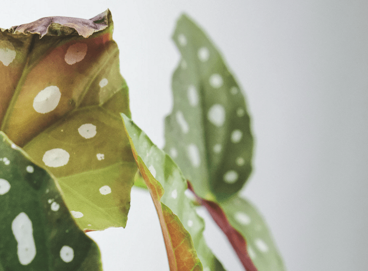 Polka Dot Begonia Diseases