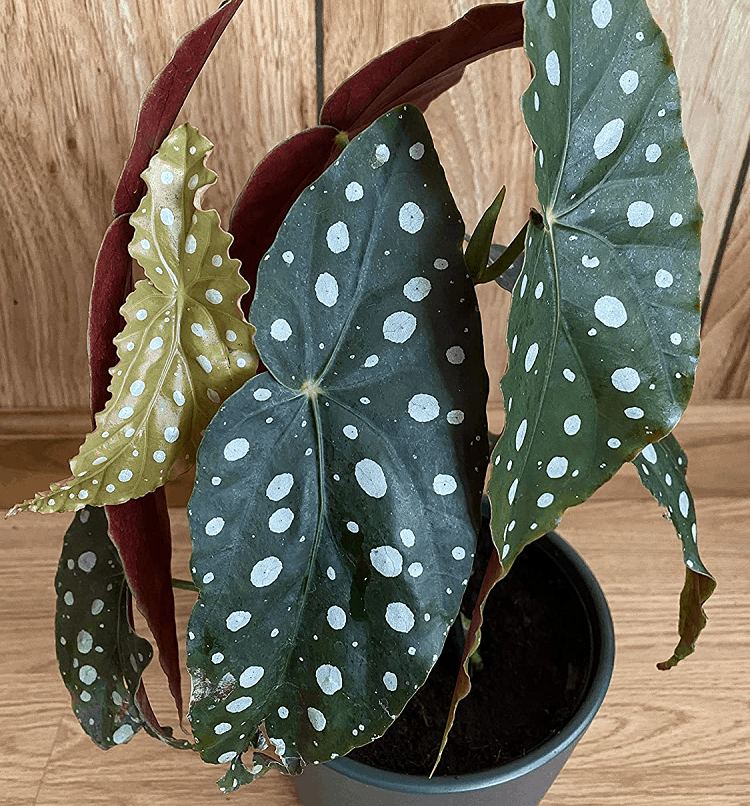 Polka Dot Begonia Online