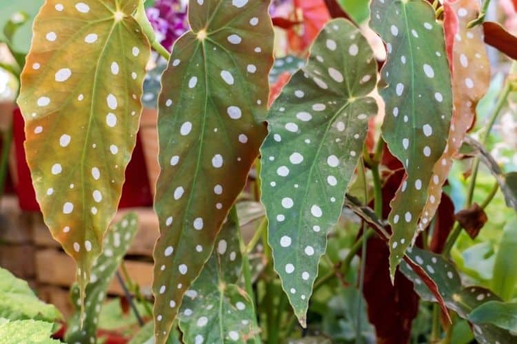 Polka Dot Begonia