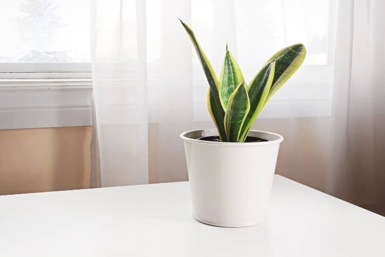 Snake Plant