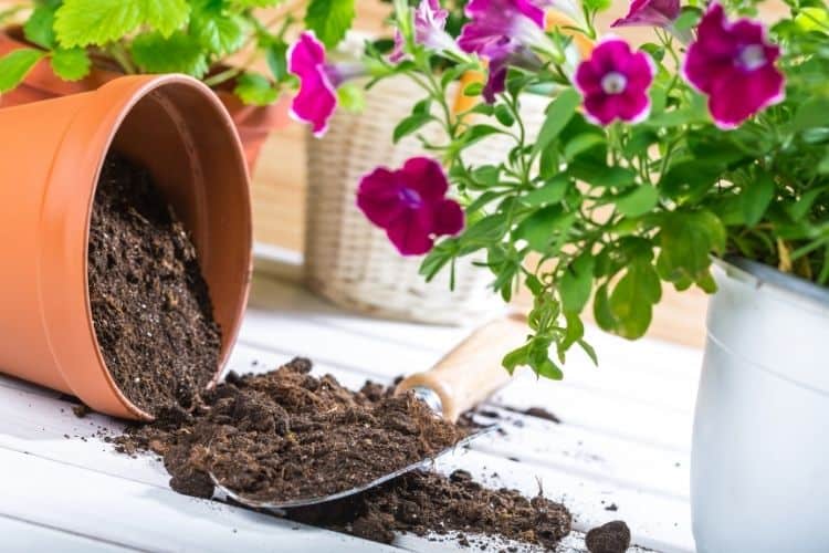 potting soil