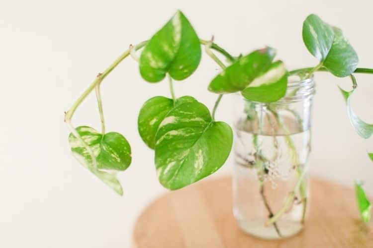 propagating pothos