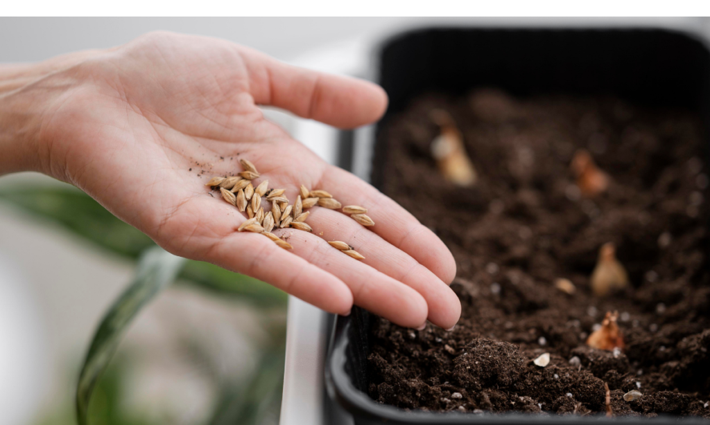 Alternatives to Burpee Seeds