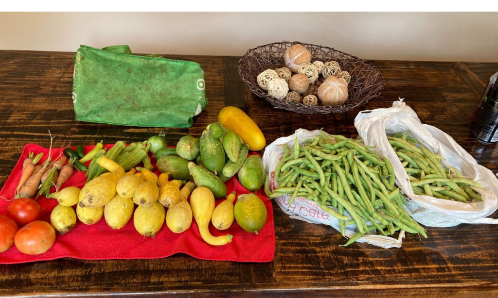 Best Beginner Seeds for Vegetable Gardens