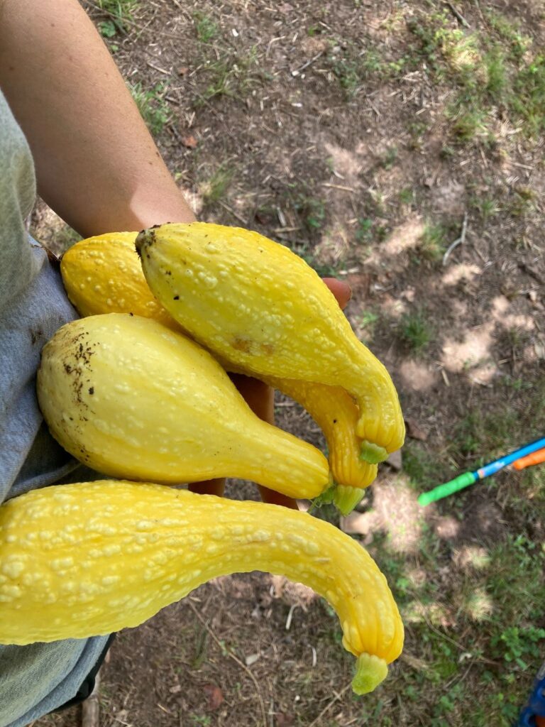 Squash