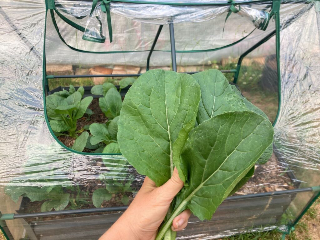 Botanical Interests
