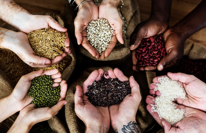 Where to Buy Seeds You Can Trust