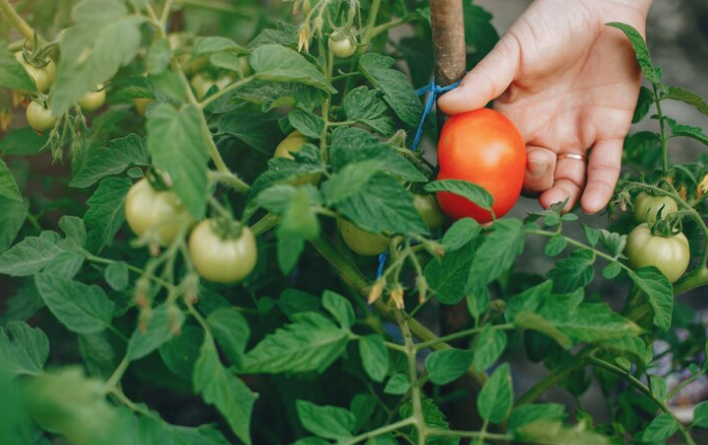 Do Not Confuse A Seed Problem With A Growing Problem
